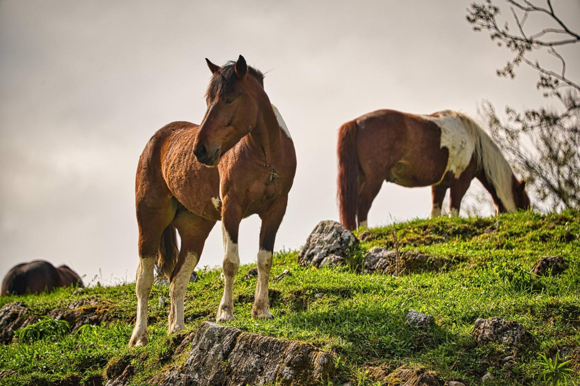 Cowboy's Land *
