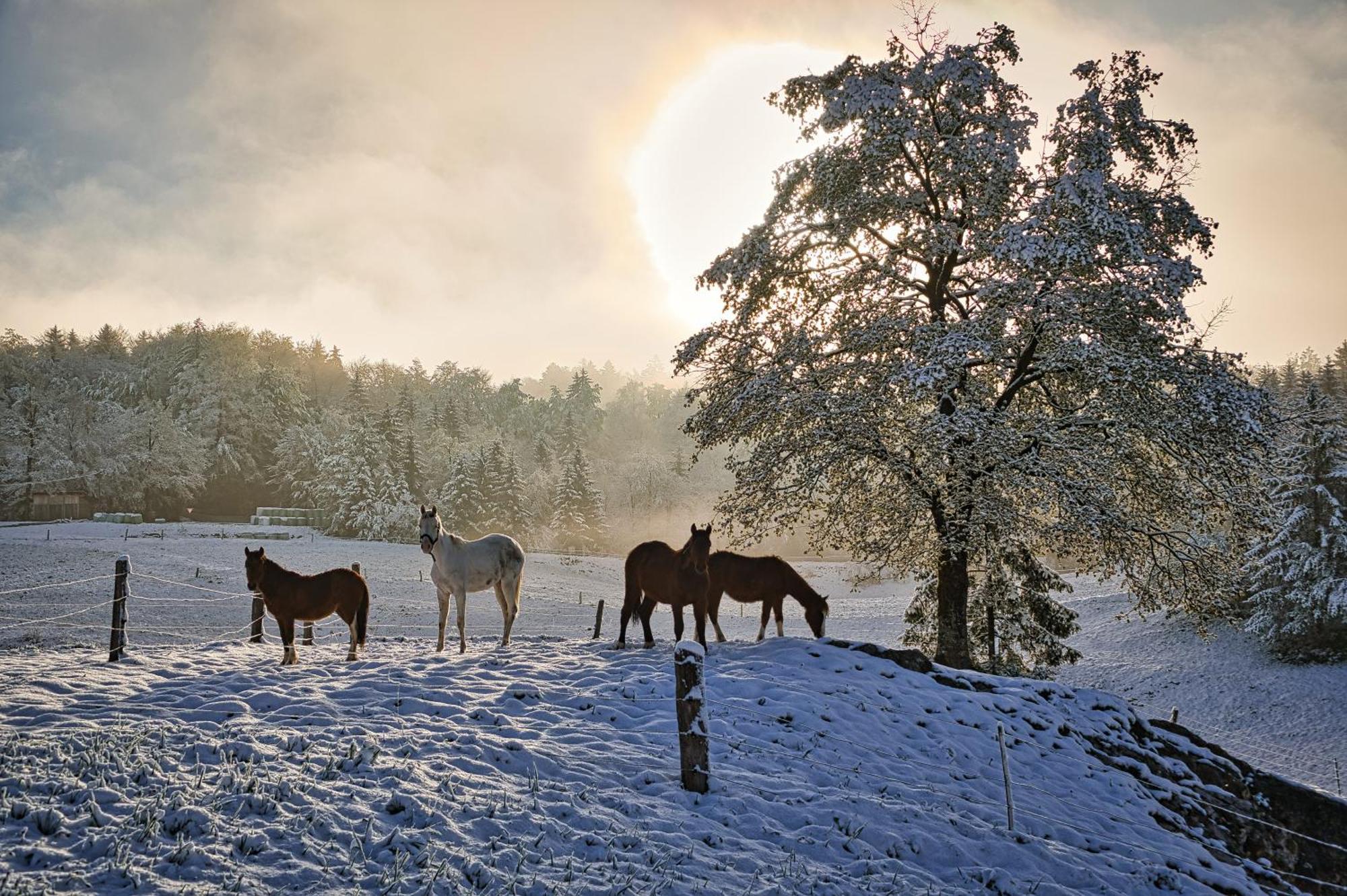 Cowboy's Land * Visnja Gora